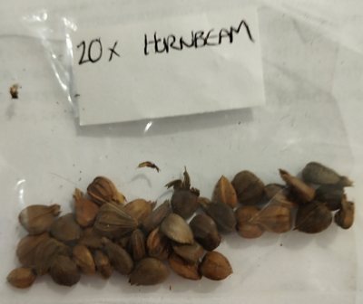 Граб обыкновенный семена