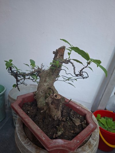 Sung 1