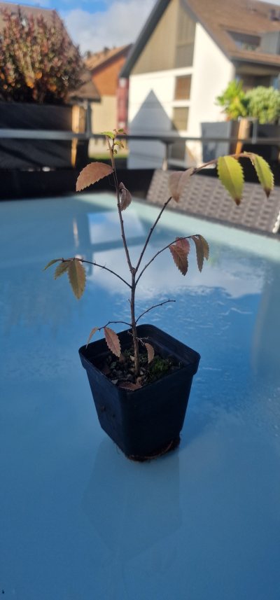 Ulmus - 2025