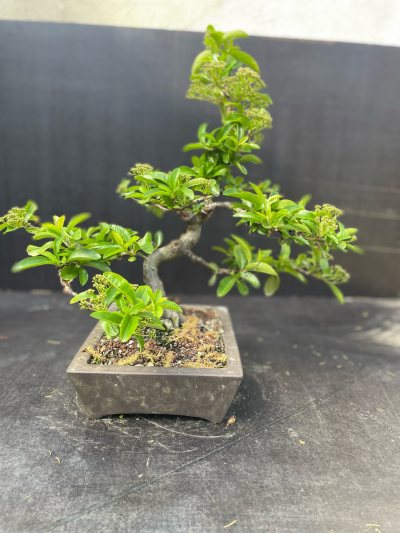 Pyracantha