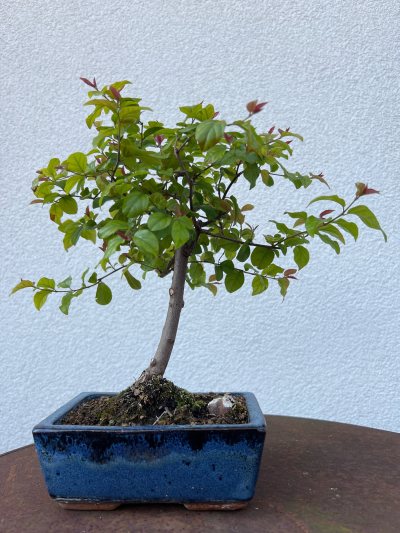 Arbre à thé