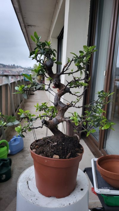 Pyracantha BA