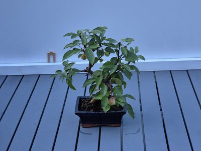 26. Malus (appelboom)