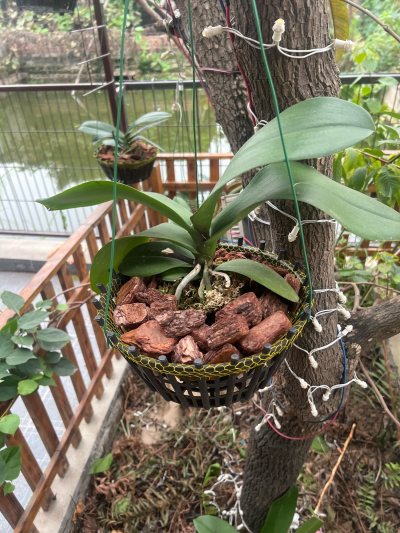 Lan hồ điệp đại