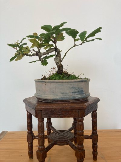 Potters Little Oak