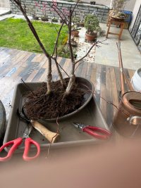 Transplantation - 09.03.2025 - Photo 1/3