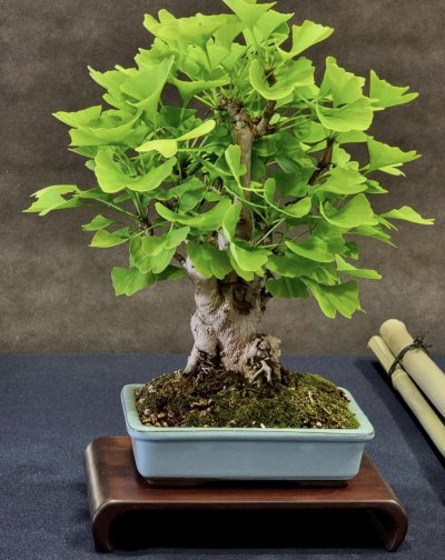 Shohin Ginkgo biloba (arbre au 40 écus)