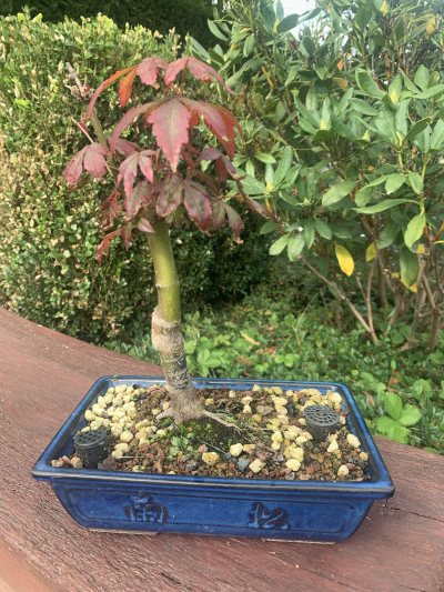 Acer Palmatum 2