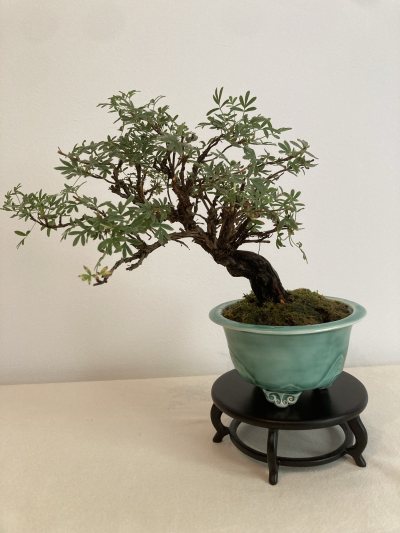 Shohin Potentille