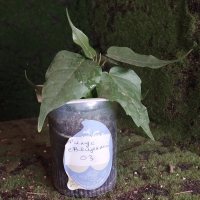Repotting - 2/1/26 - Photo 1/1