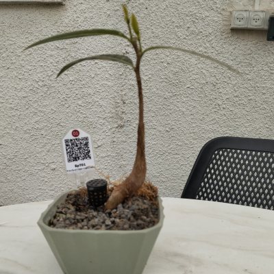 Брахихитон тополевый 🌳 БрТ01