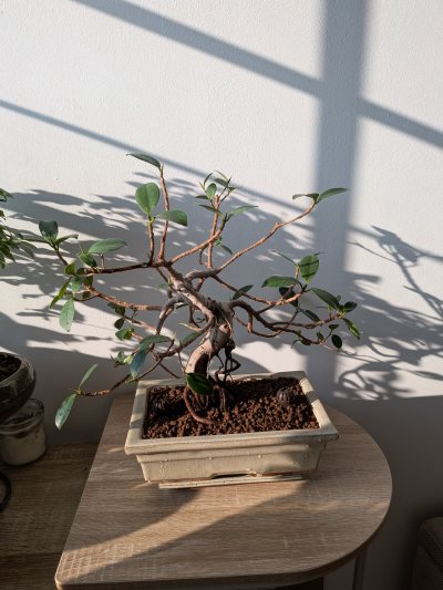 Ficus