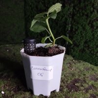 Omplantning - 21.05.2026 - Photo 1/1
