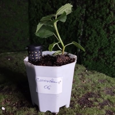 Смоковница обыкновенная 🌳 СОб06 ~○⌑