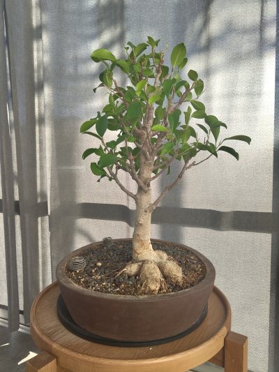 Hubli Ficus