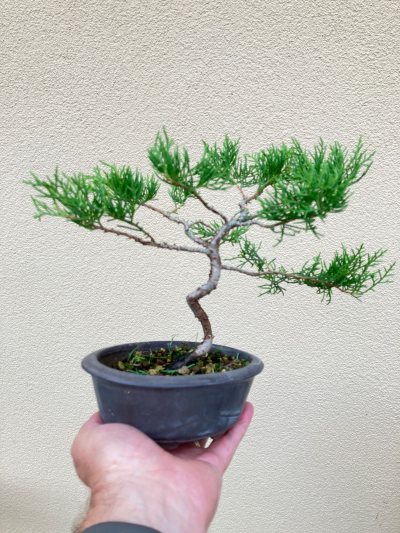 #57 Juniperus chinenesis