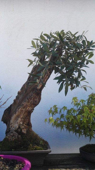 Olivo grande
