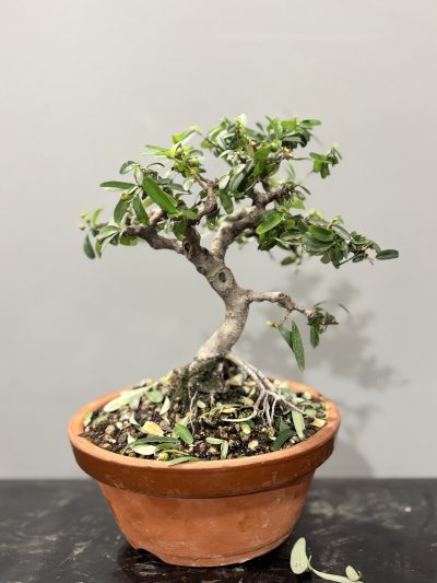 #12 Pyracanta