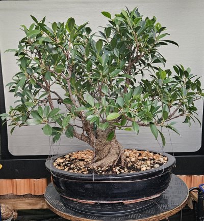 Ficus rétusa