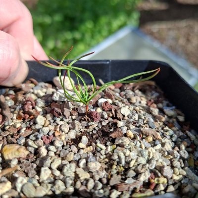 Japanese Black Pine 6