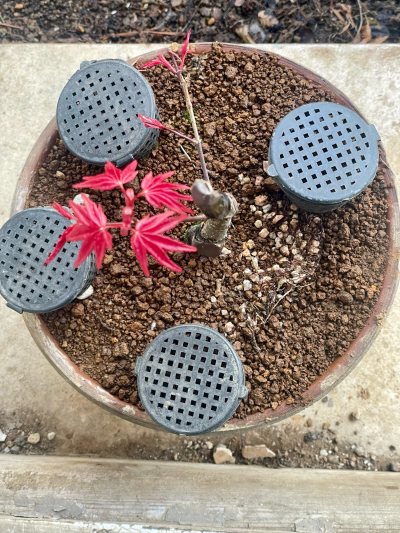 Acer deshojo mame