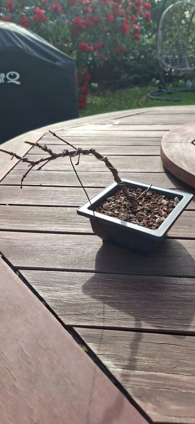 Yamadori Red Japanese Maple