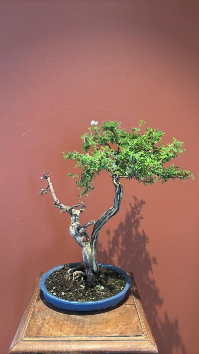 Wapi
