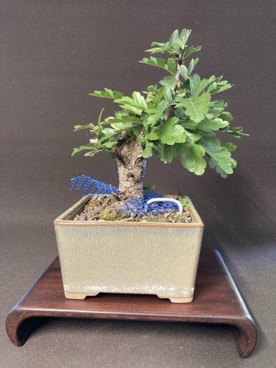 Shohin aubépine