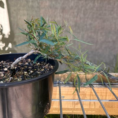 River Red Gum