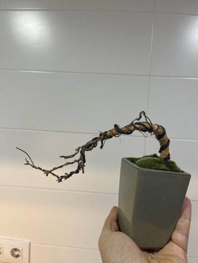 Granado