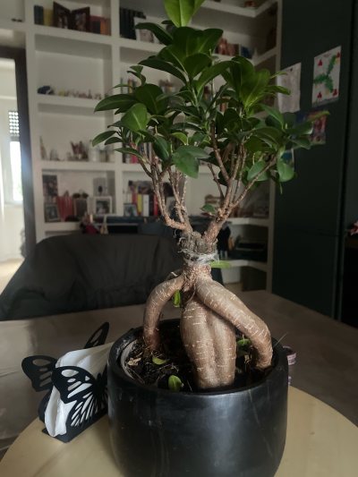 Piciú