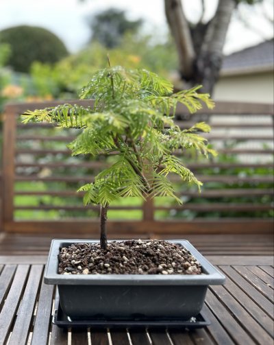 Metasequoia