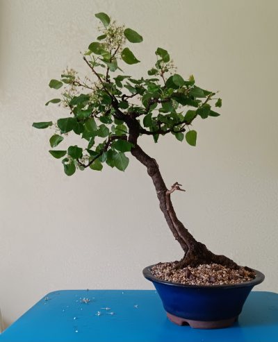 Prunus mahaleb