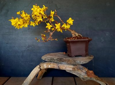Forsythia