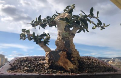 Acebuche Yamadori 2022