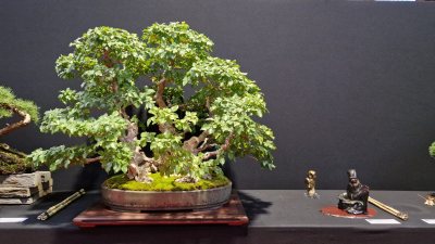 Carpinus Coreana