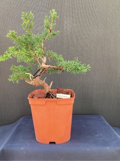 Juniperus Club M