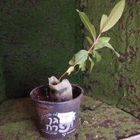 Ompotting - 03.03.2026 - Photo 1/1