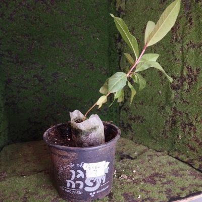 Гуава, или Гуайява 🌳 ГуО01 ≈○⌂