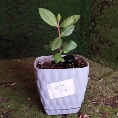 Гуава, или Гуайява 🌳 ГуО11 ≈○⌂