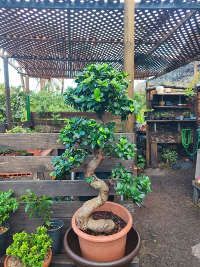 Ficus compacta