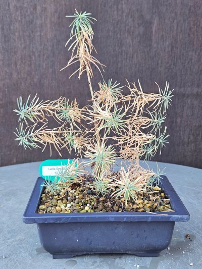 Larix Decidua