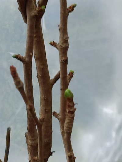 Ginko