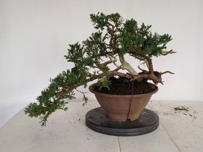 Juniperus semi cascade