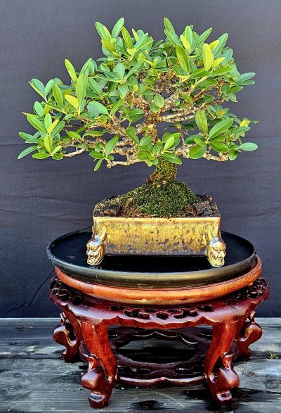 Pyracantha 2