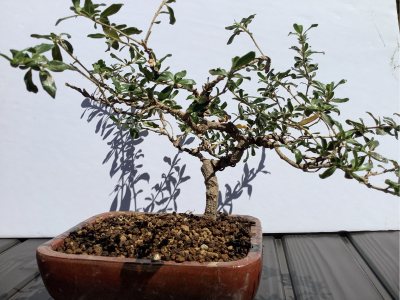 Niwa de (Au jardin)