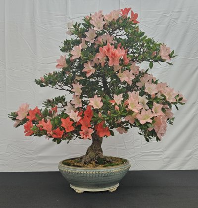 Azalea 1