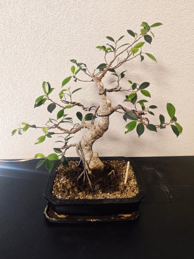 Ficus retusa