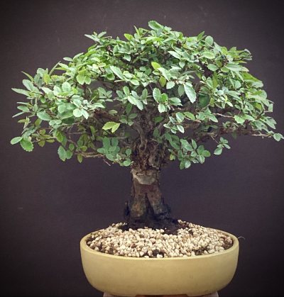 Shohin Orme de Chine Nire