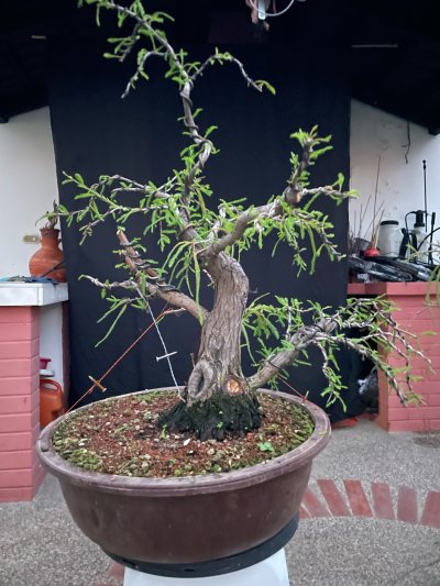 Ahuehuete # 2